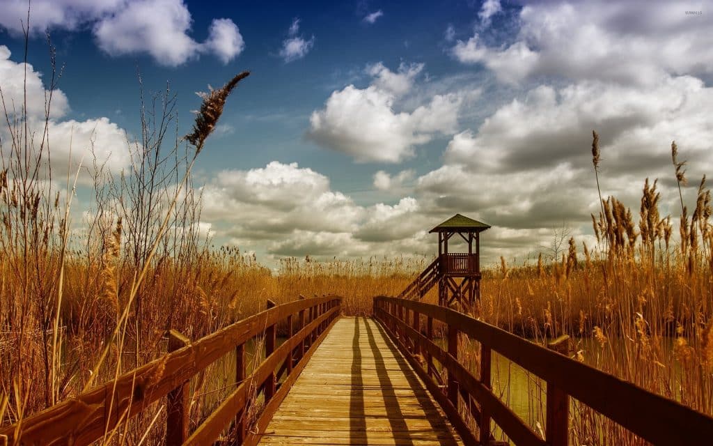 wooden-bridge-across-the-river-towards-the-reed-51749-2560x1600 wooden-bridge-across-the-river-towards-the-reed-51749-2560x1600
